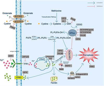 Heat Shock Proteins and Ferroptosis